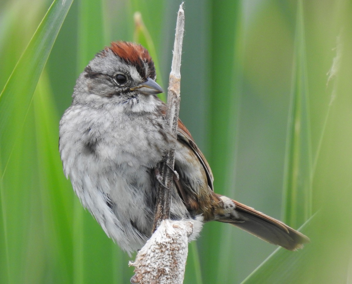 Swamp Sparrow - ML586119421