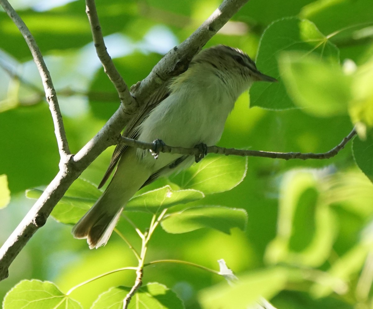 Red-eyed Vireo - ML586119931