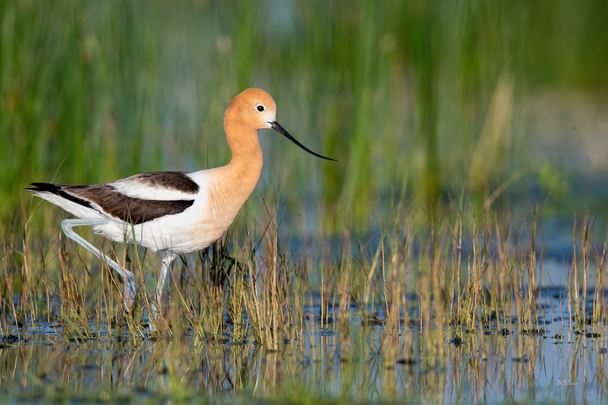 Avocette d'Amérique - ML586120611