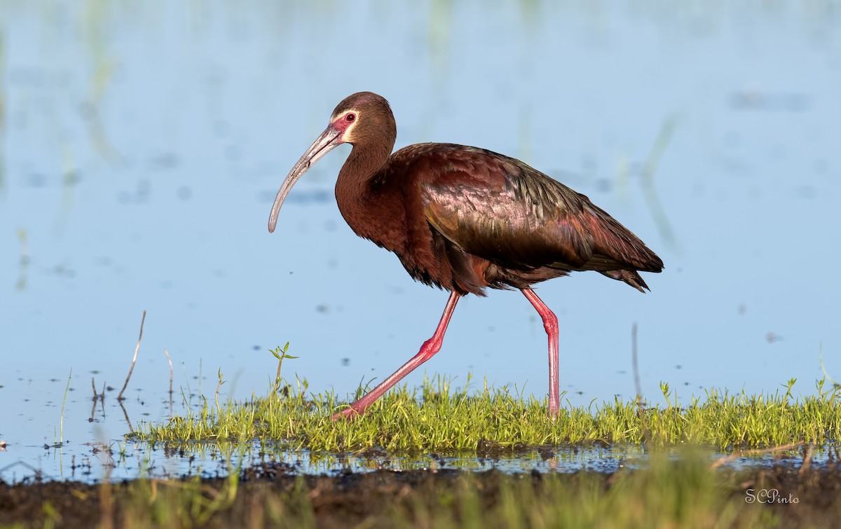 ibis americký - ML586120631
