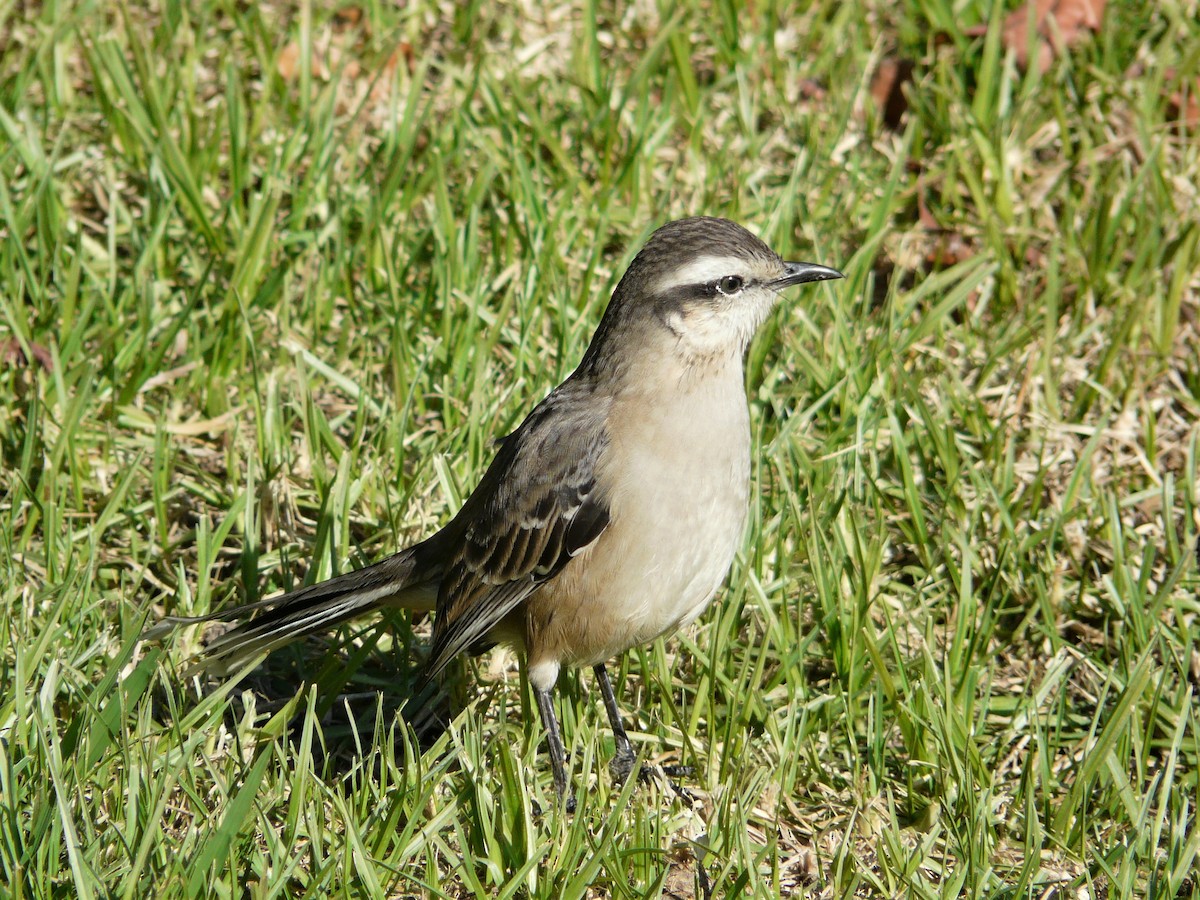 Sinsonte Calandria - ML586120791