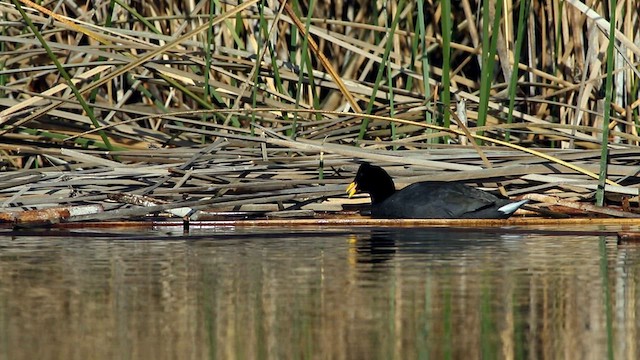 Red-fronted Coot - ML586121621