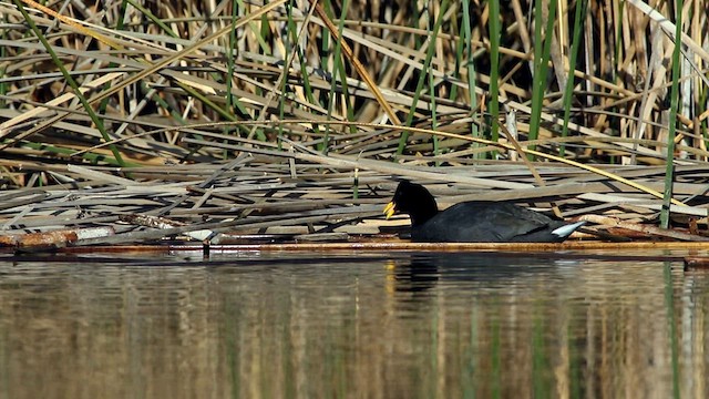 Foulque à front rouge - ML586121621