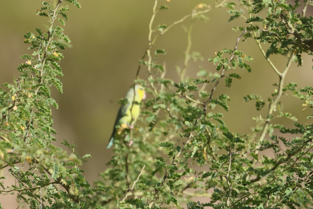 Sarı Kulaklı Serçe Papağanı - ML586122381