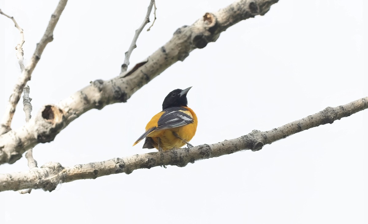 Baltimore Oriole - ML586123851