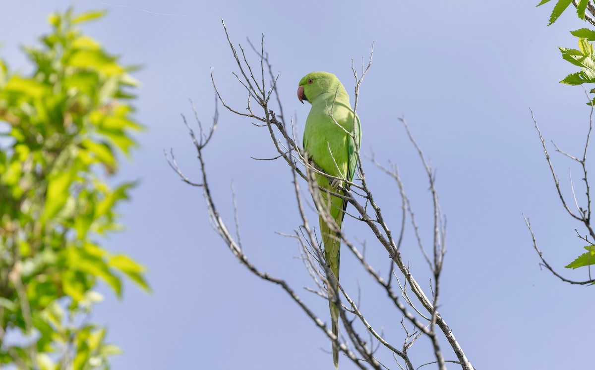 Yeşil Papağan - ML586124401