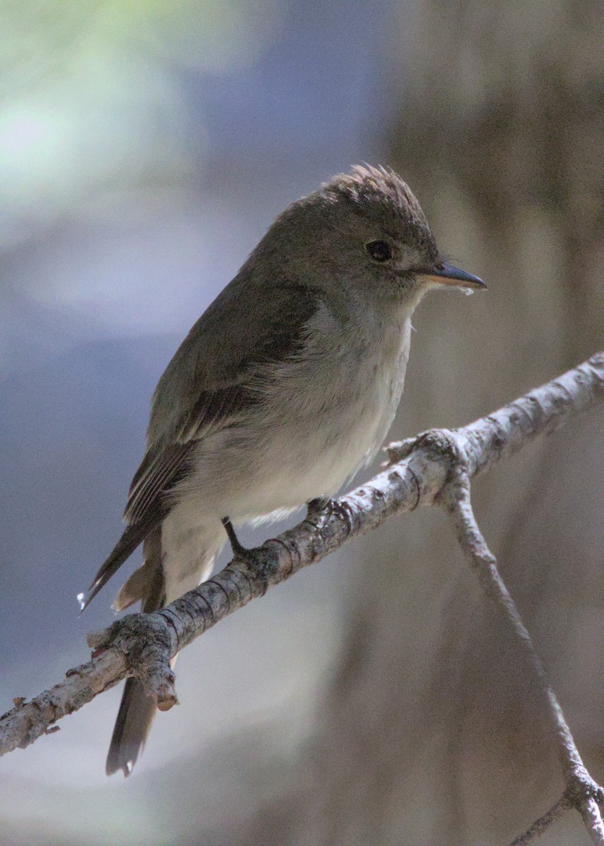 Western Wood-Pewee - Sam Rawlins