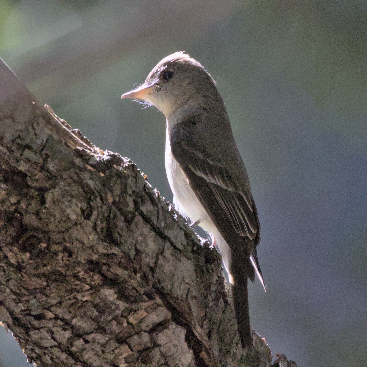 Western Wood-Pewee - Sam Rawlins