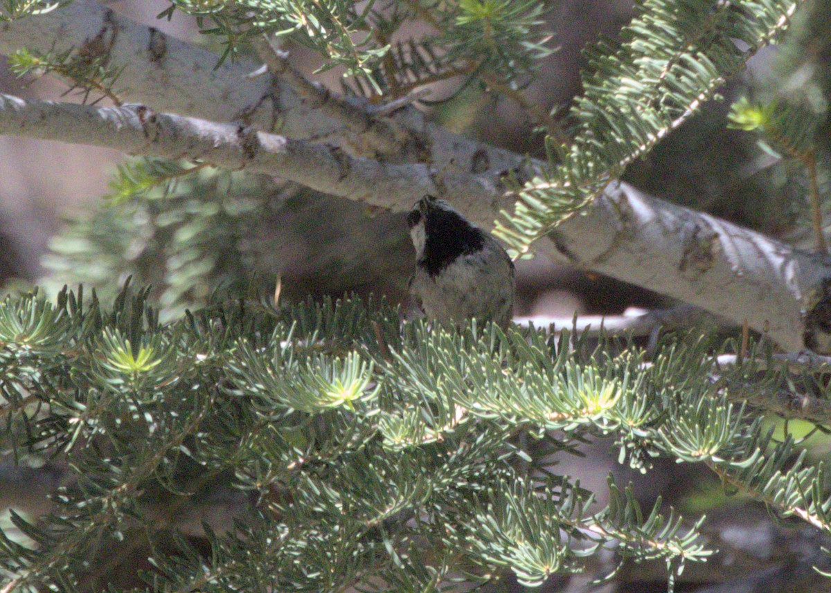 Mountain Chickadee - Sam Rawlins