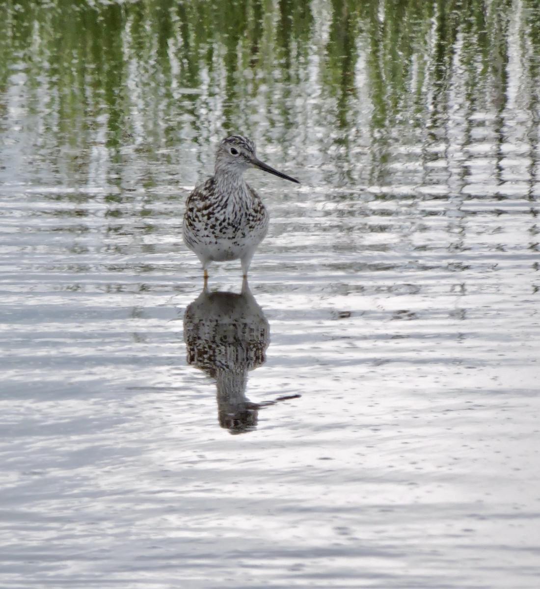 Greater Yellowlegs - ML586124861