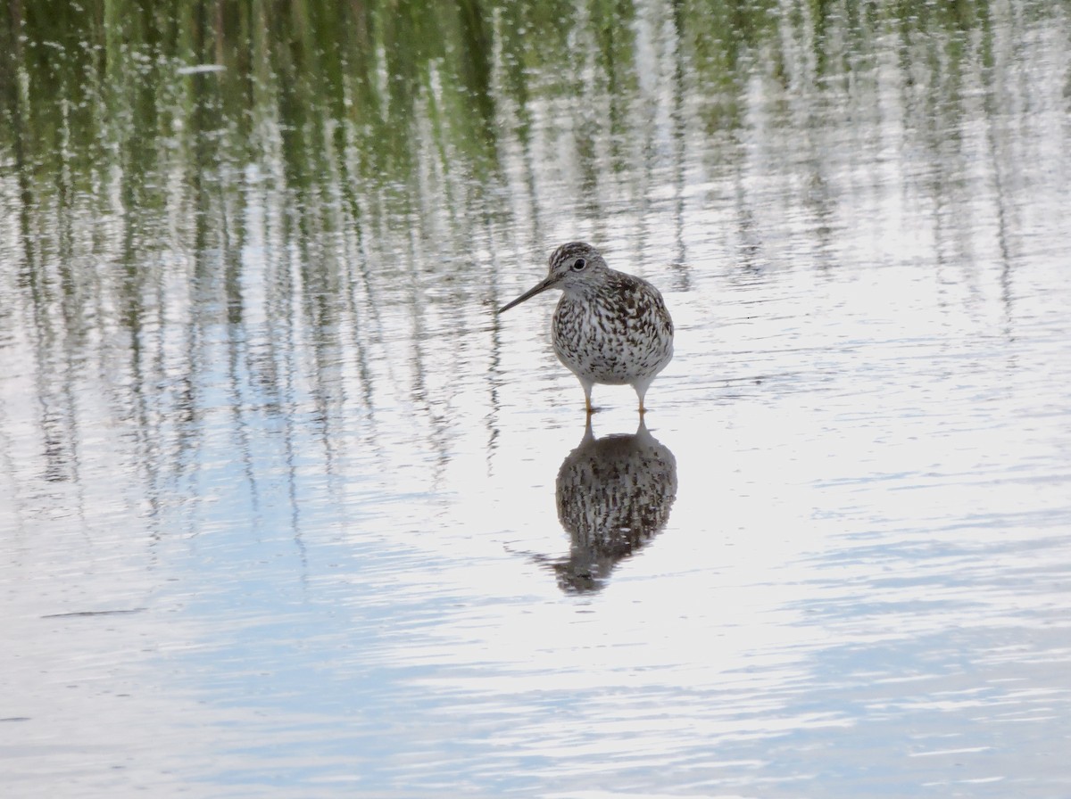 Greater Yellowlegs - ML586124871