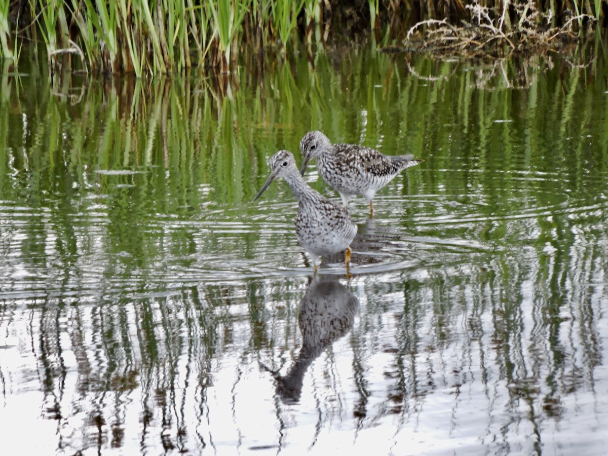 Greater Yellowlegs - ML586124881