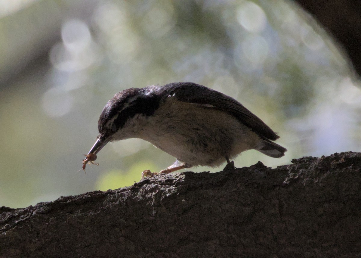 Red-breasted Nuthatch - Sam Rawlins