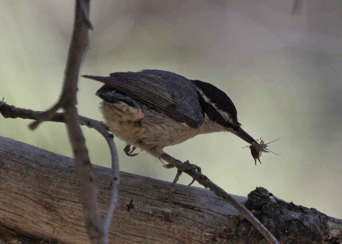 Red-breasted Nuthatch - ML586124911