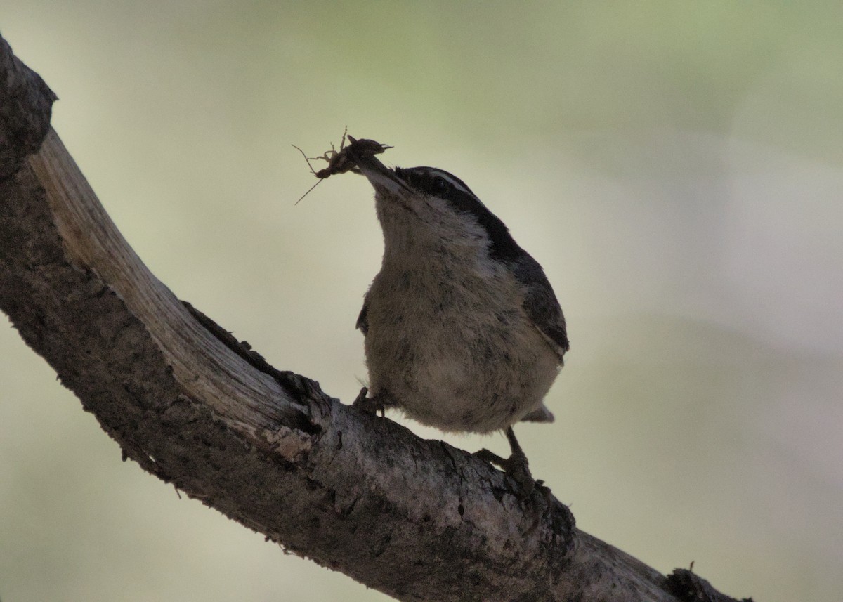 Red-breasted Nuthatch - ML586124931