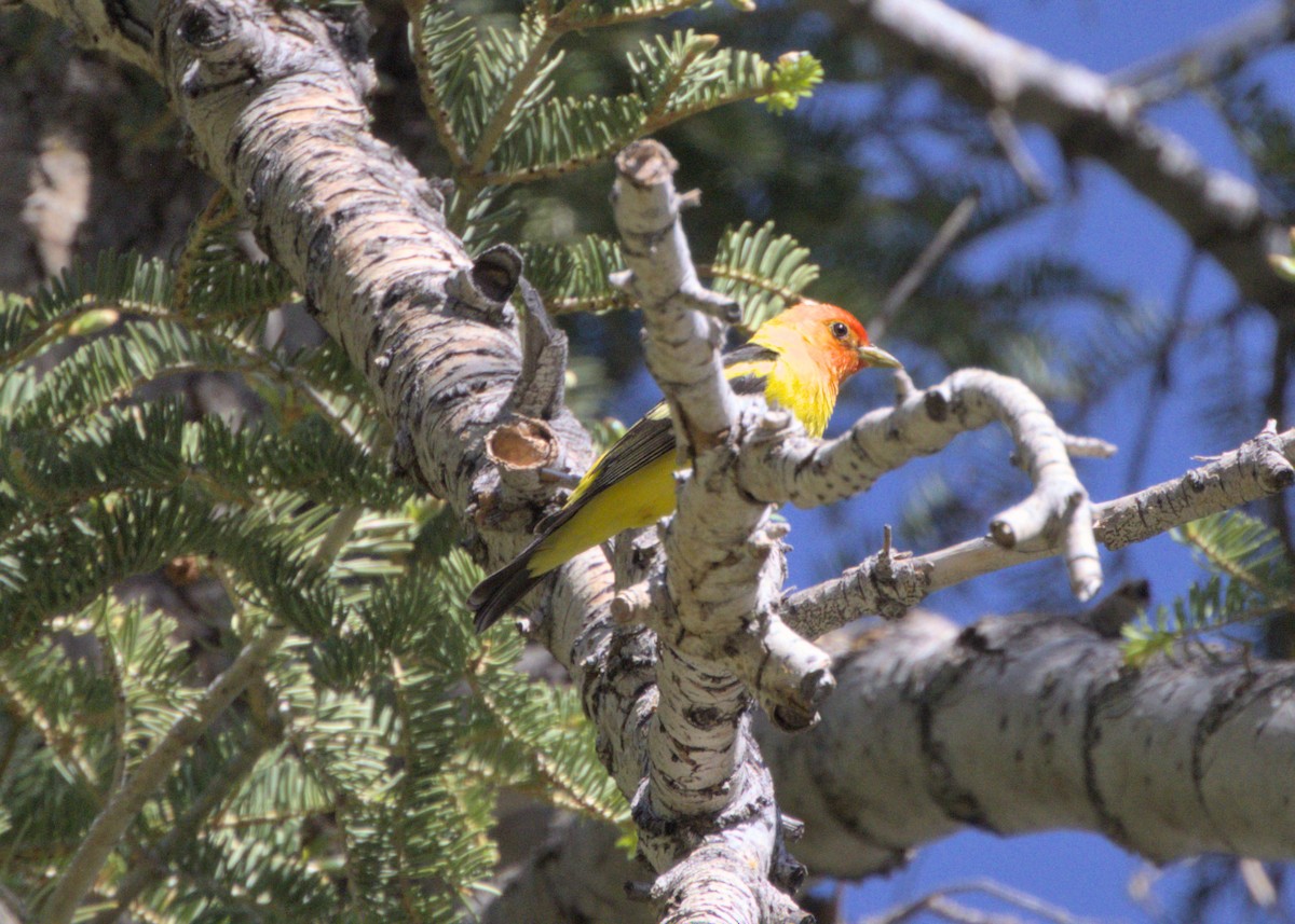 Western Tanager - ML586124971