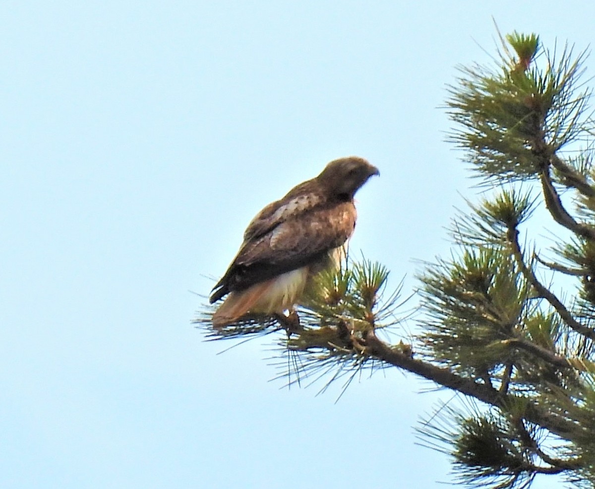 Red-tailed Hawk - ML586125361