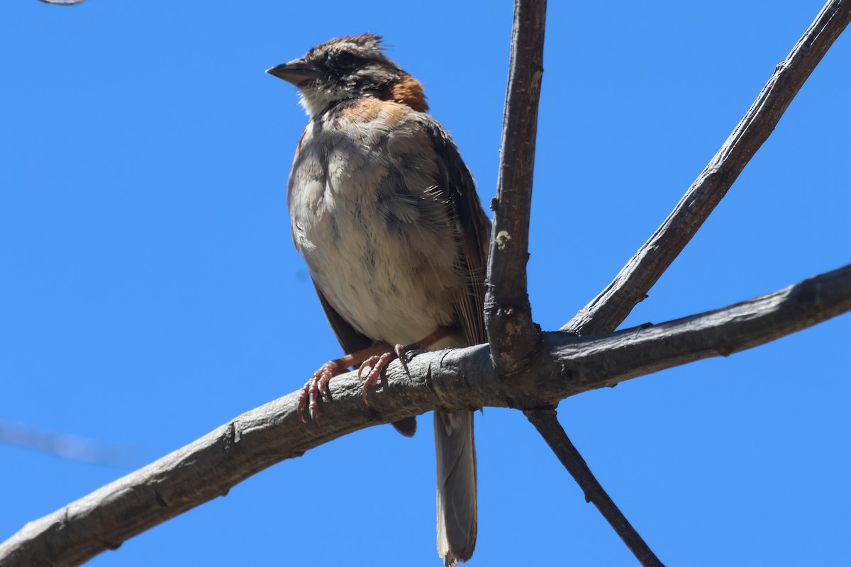 Rufous-collared Sparrow - Jorge Alcalá