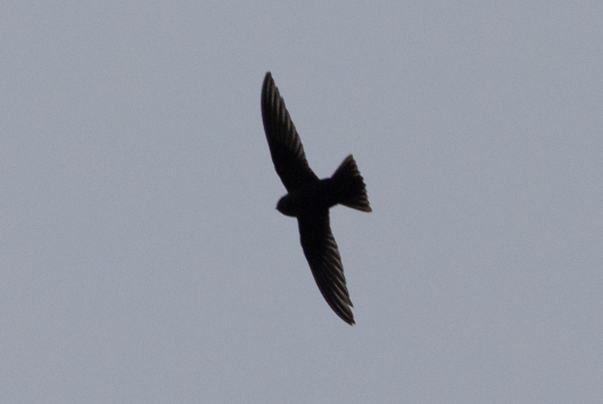 Black Swift - ML586125761