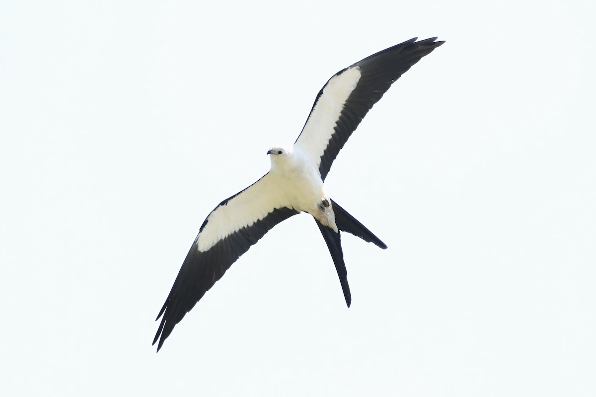 Swallow-tailed Kite - ML586126271