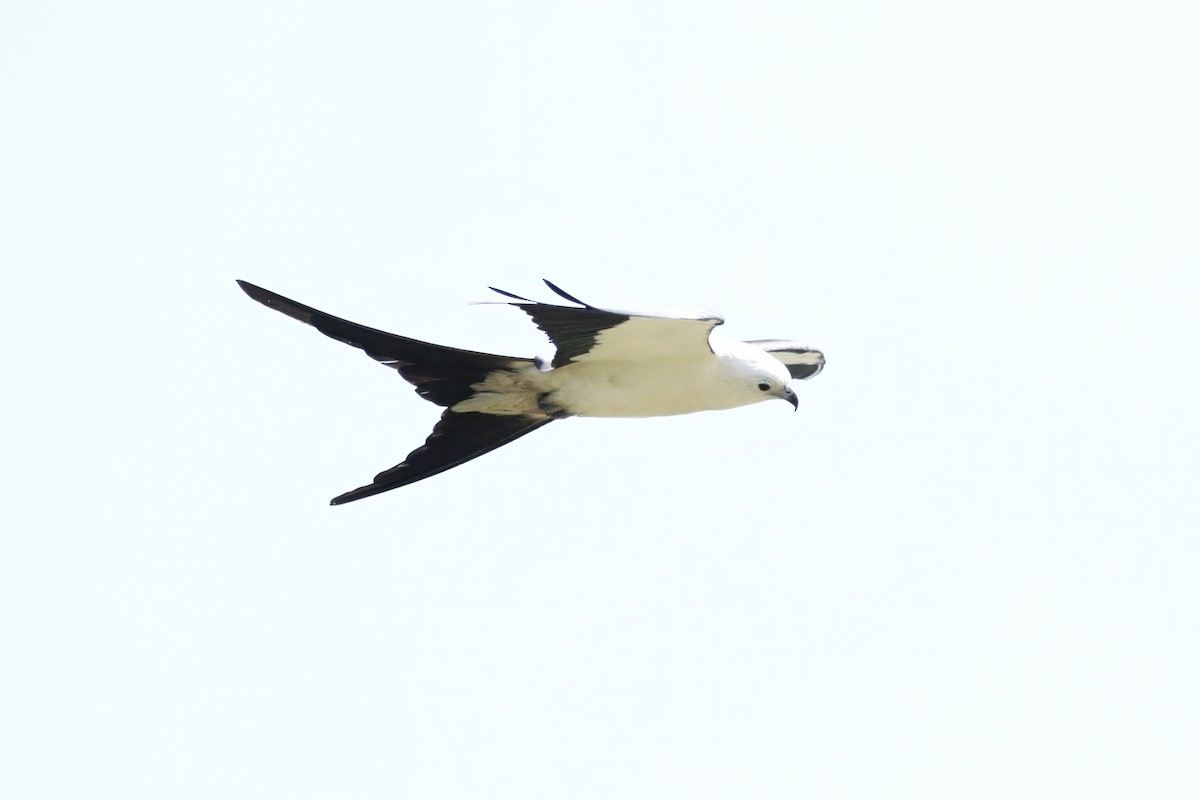 Swallow-tailed Kite - ML586126301