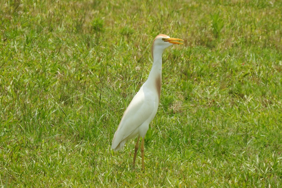 Western Cattle Egret - ML586128101