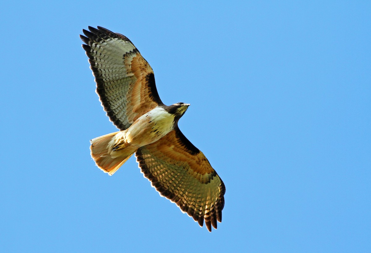 Red-tailed Hawk - ML58612971