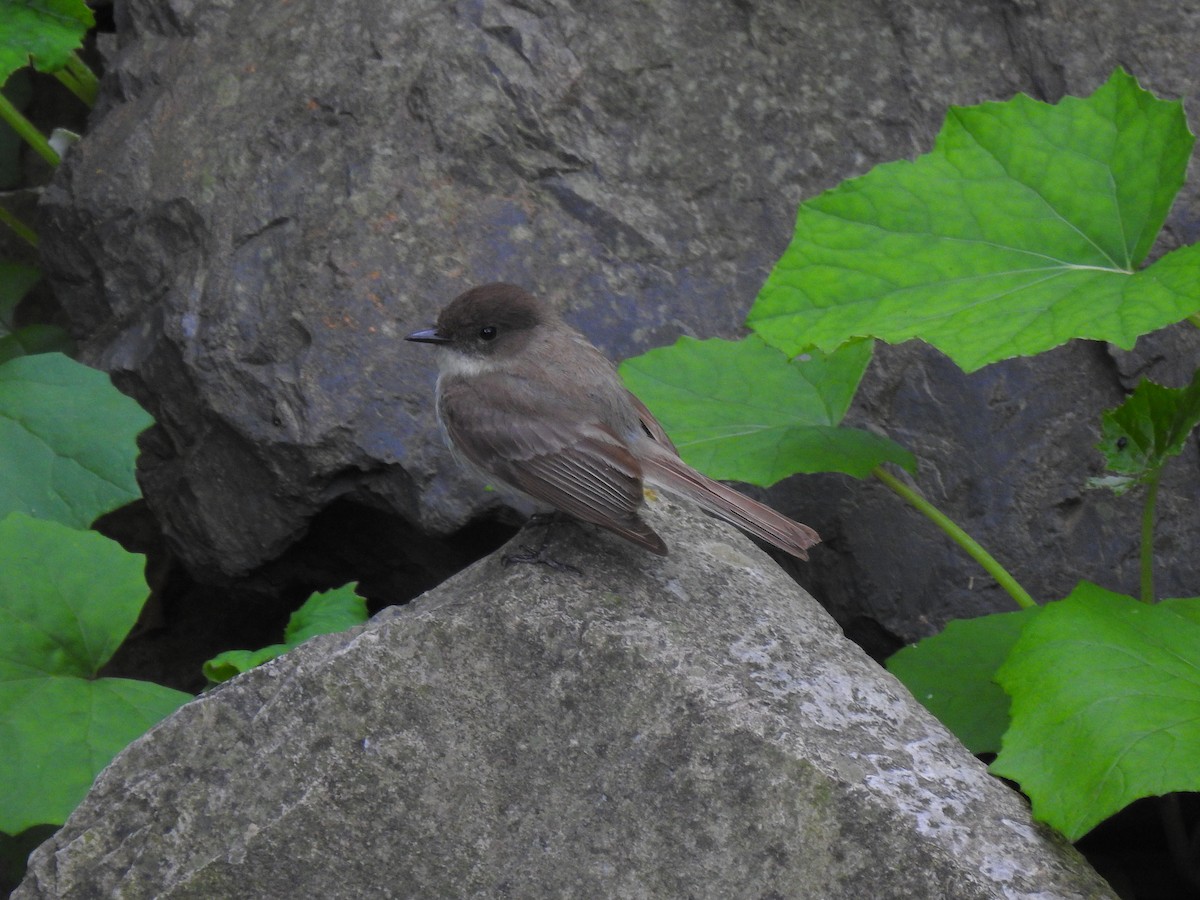 Eastern Phoebe - ML586130291