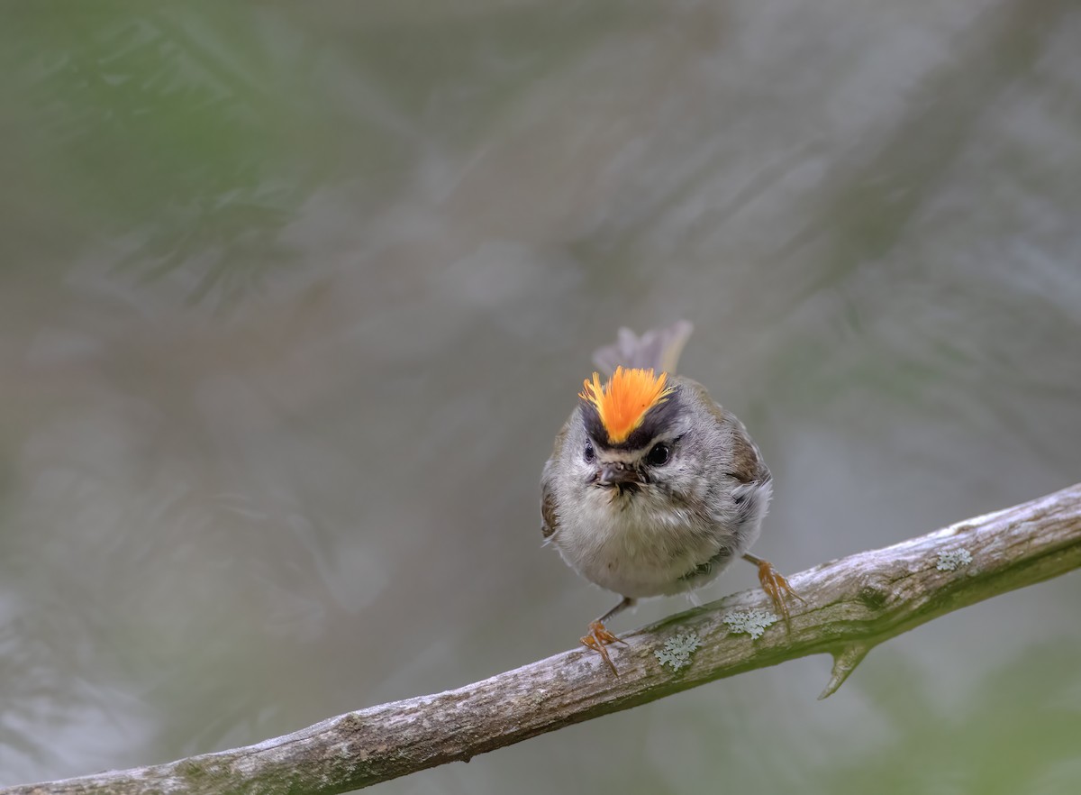 Golden-crowned Kinglet - ML586130571