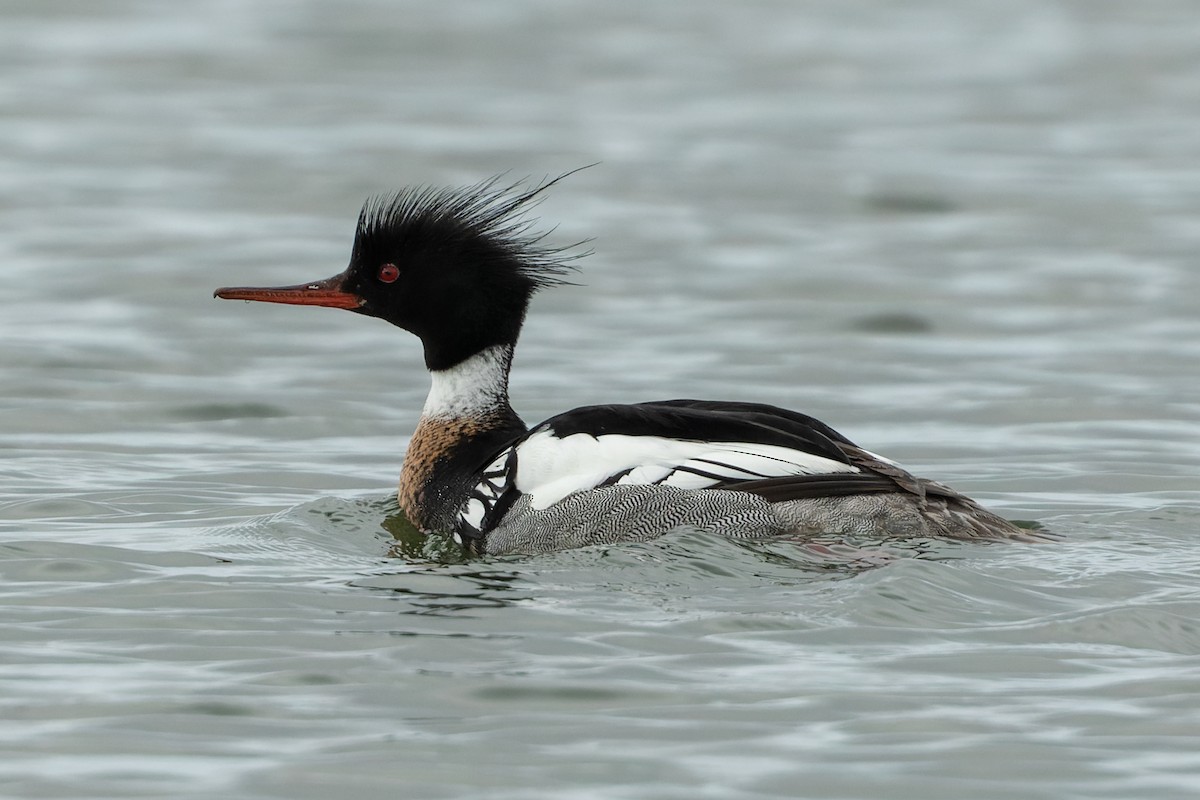 Red-breasted Merganser - ML586130641