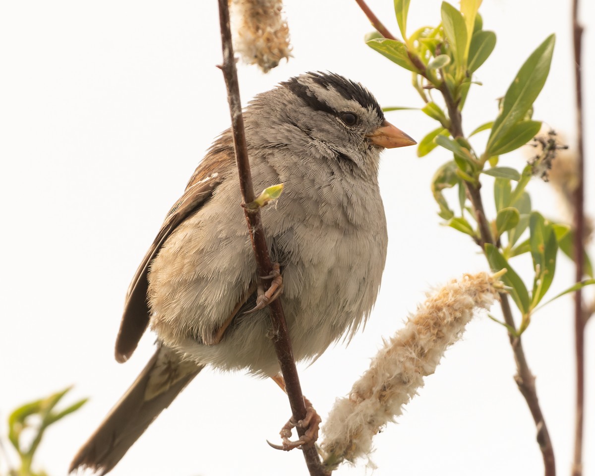 White-crowned Sparrow - ML586130801