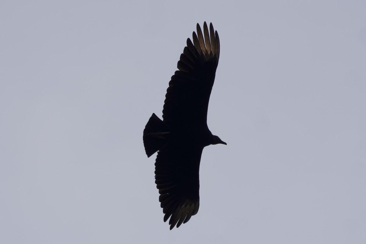 Black Vulture - Greg Hertler