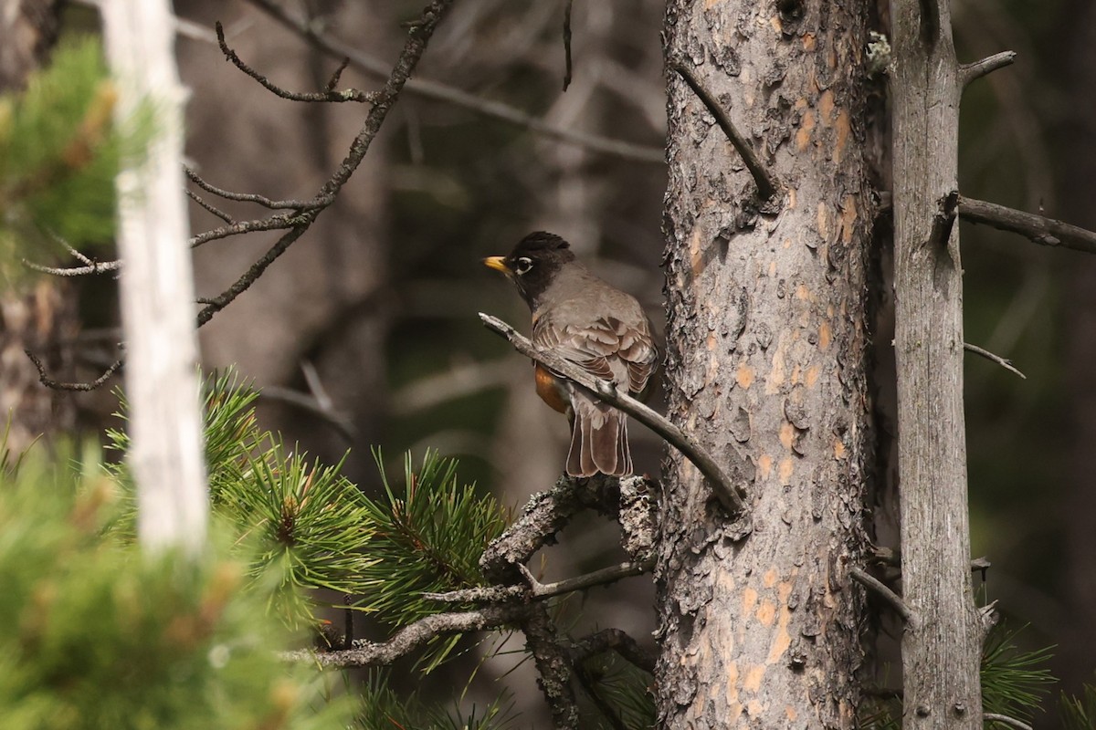 American Robin - ML586133421