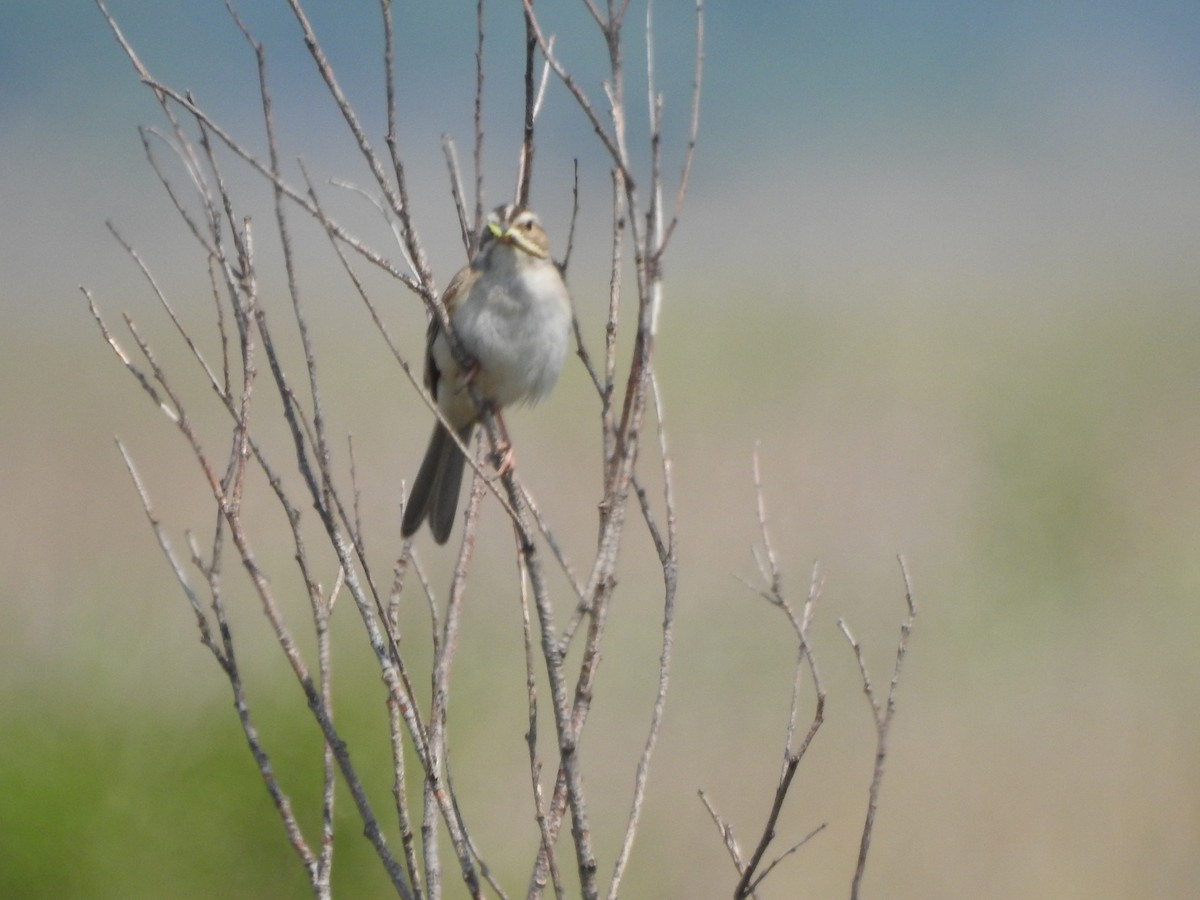 Clay-colored Sparrow - ML586133801