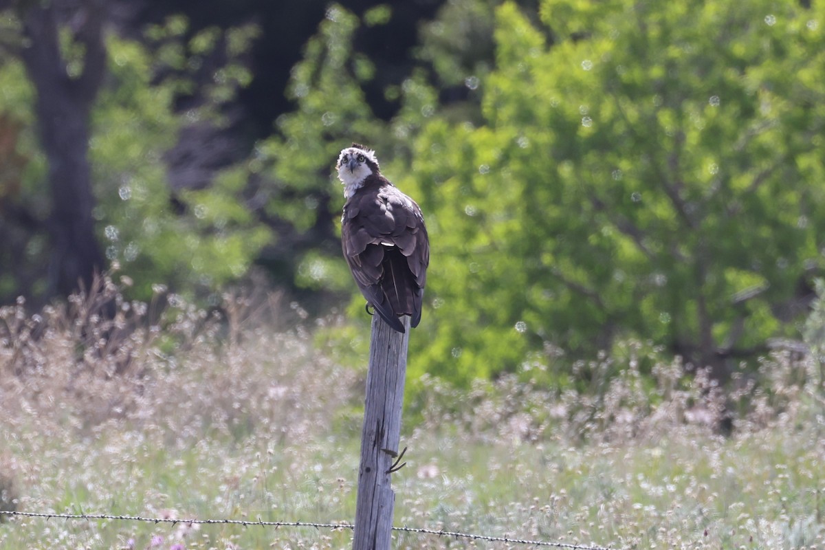 Osprey - ML586134501