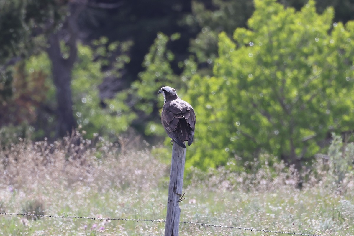 Osprey - ML586134511