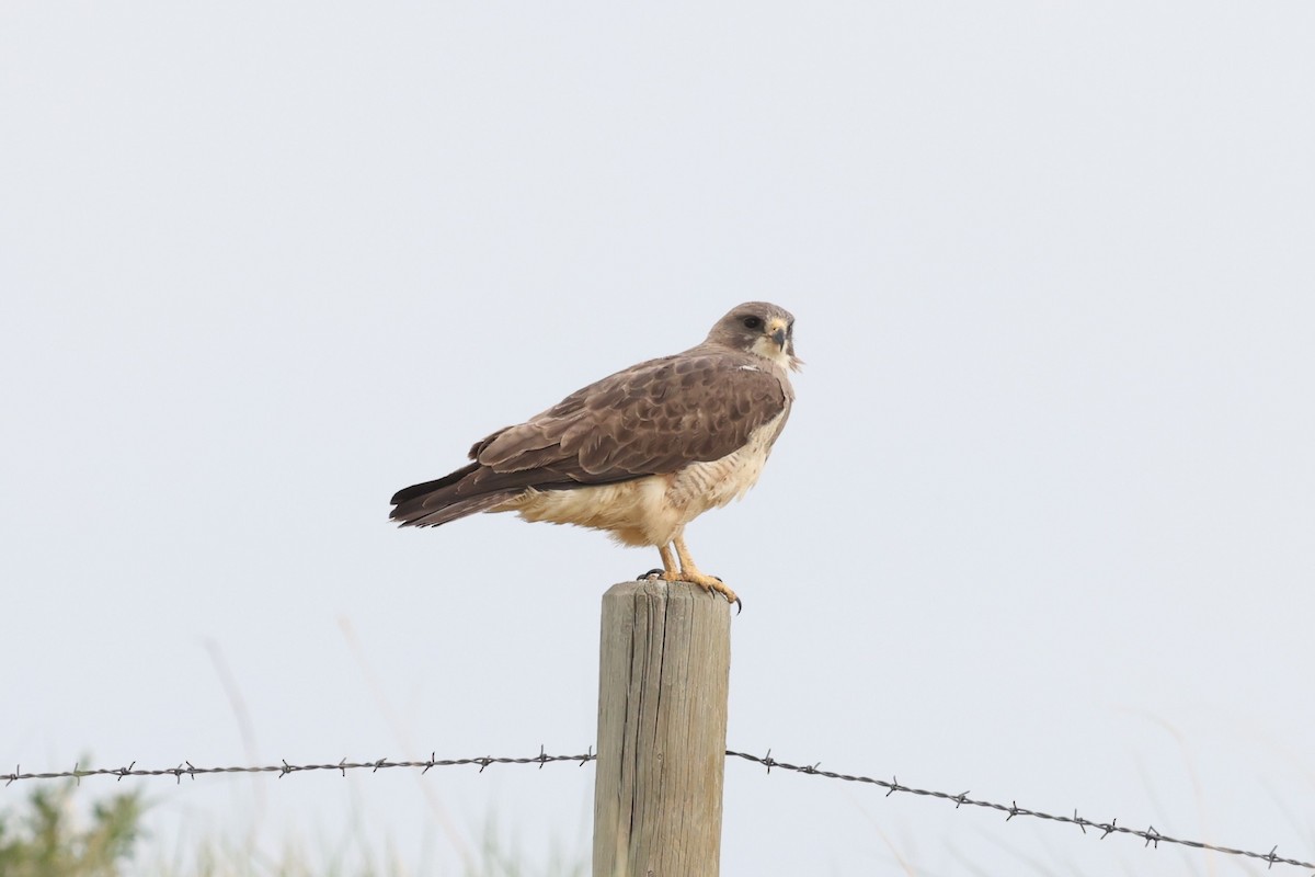 Swainson's Hawk - ML586134531