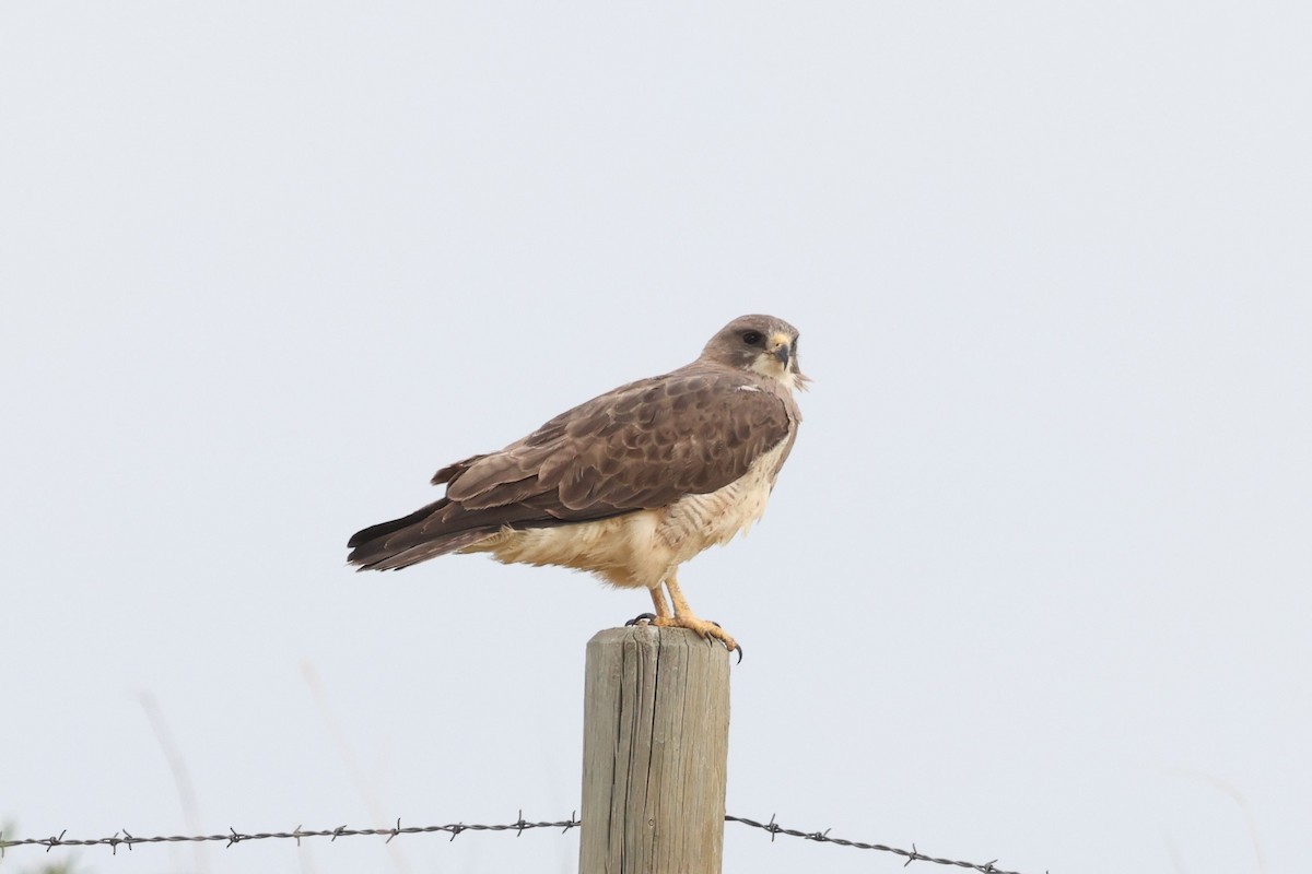 Swainson's Hawk - ML586134541