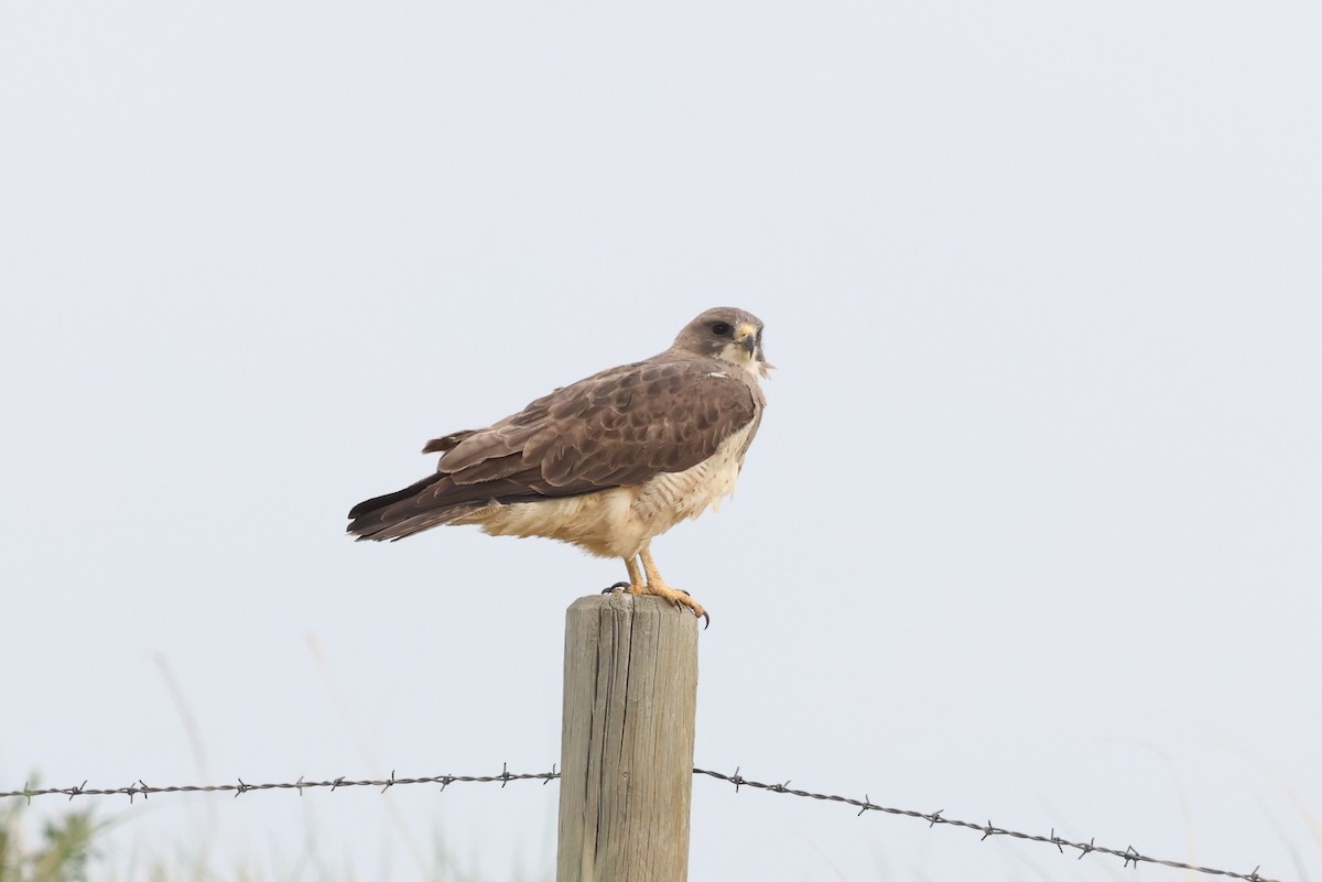 Swainson's Hawk - ML586134551
