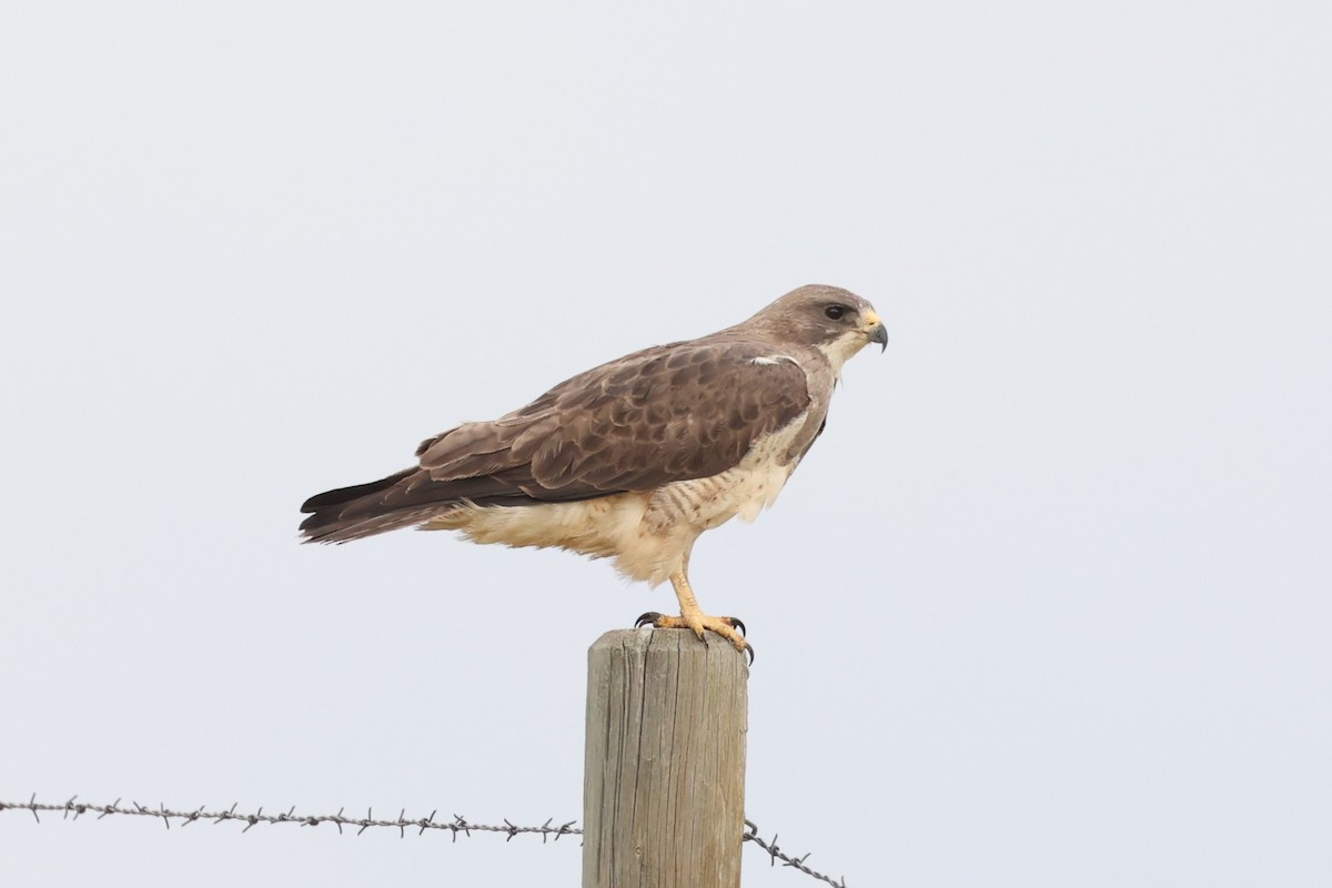 Swainson's Hawk - ML586134561