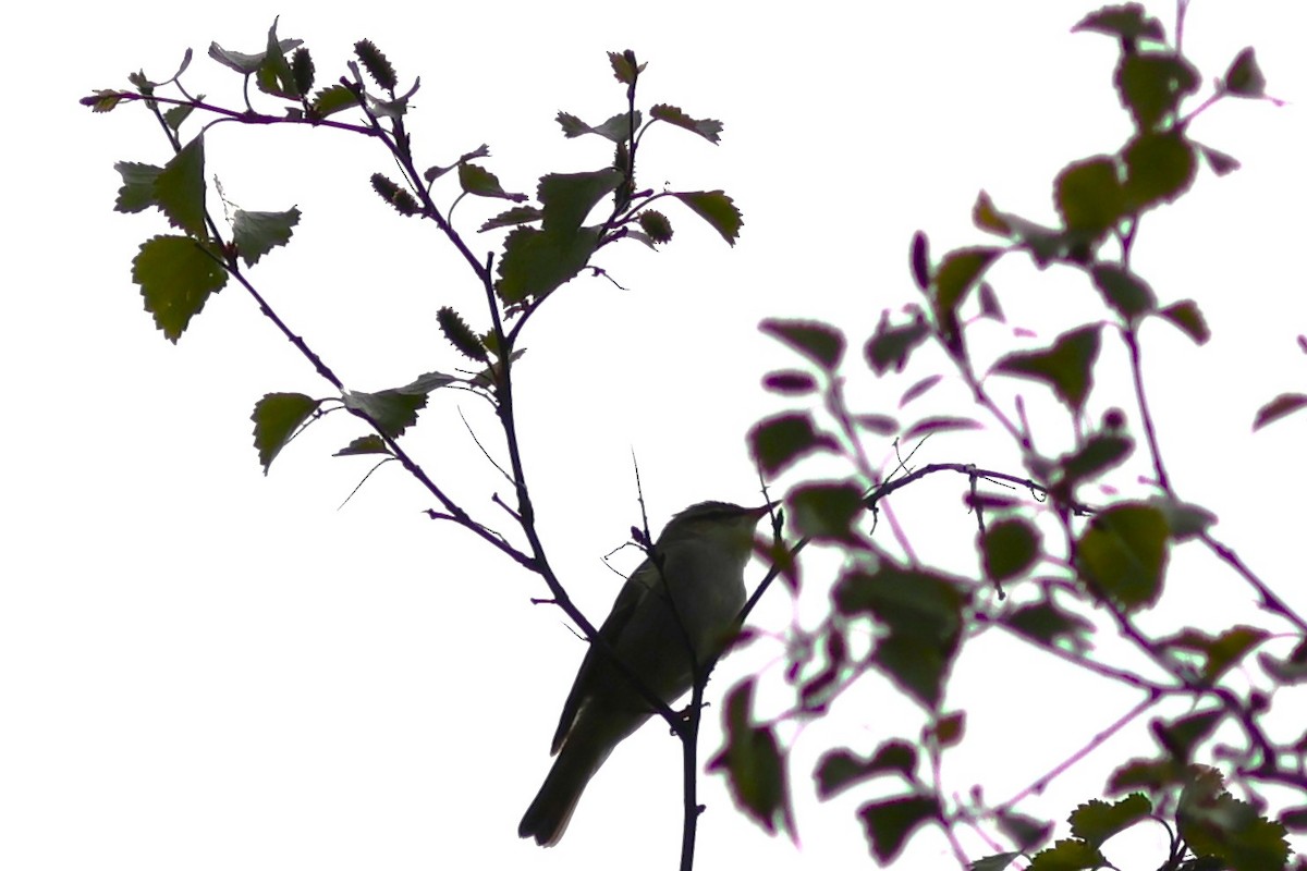 Mosquitero Boreal - ML586135431