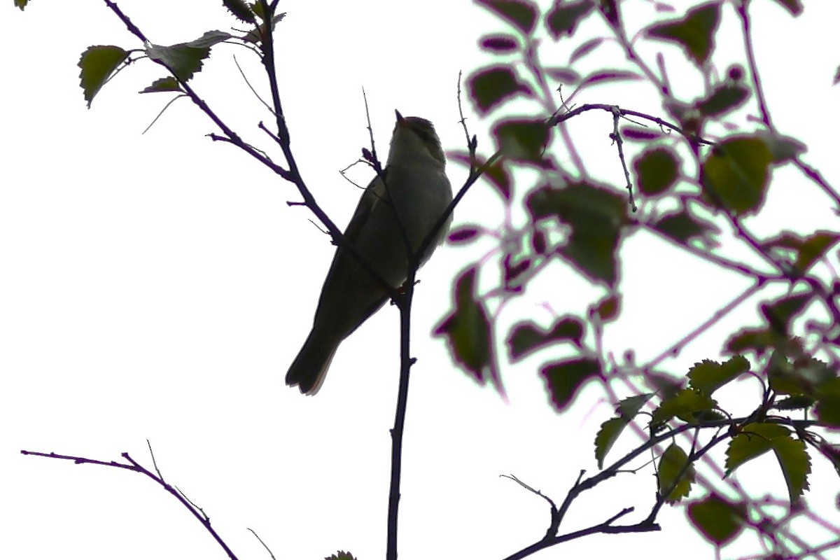 Mosquitero Boreal - ML586135441