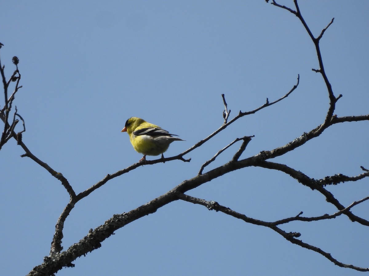 American Goldfinch - ML586135681