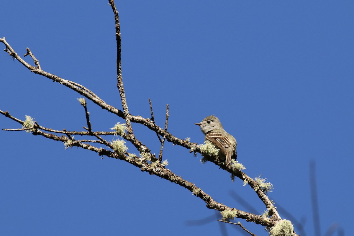 Hammond's Flycatcher - ML586136531