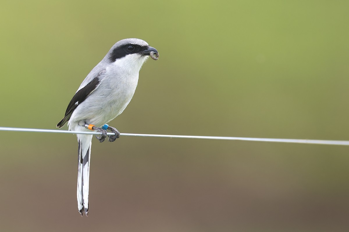 Loggerhead Shrike - ML586137001