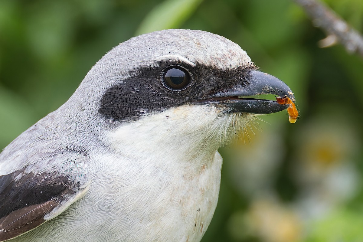 Loggerhead Shrike - ML586137011