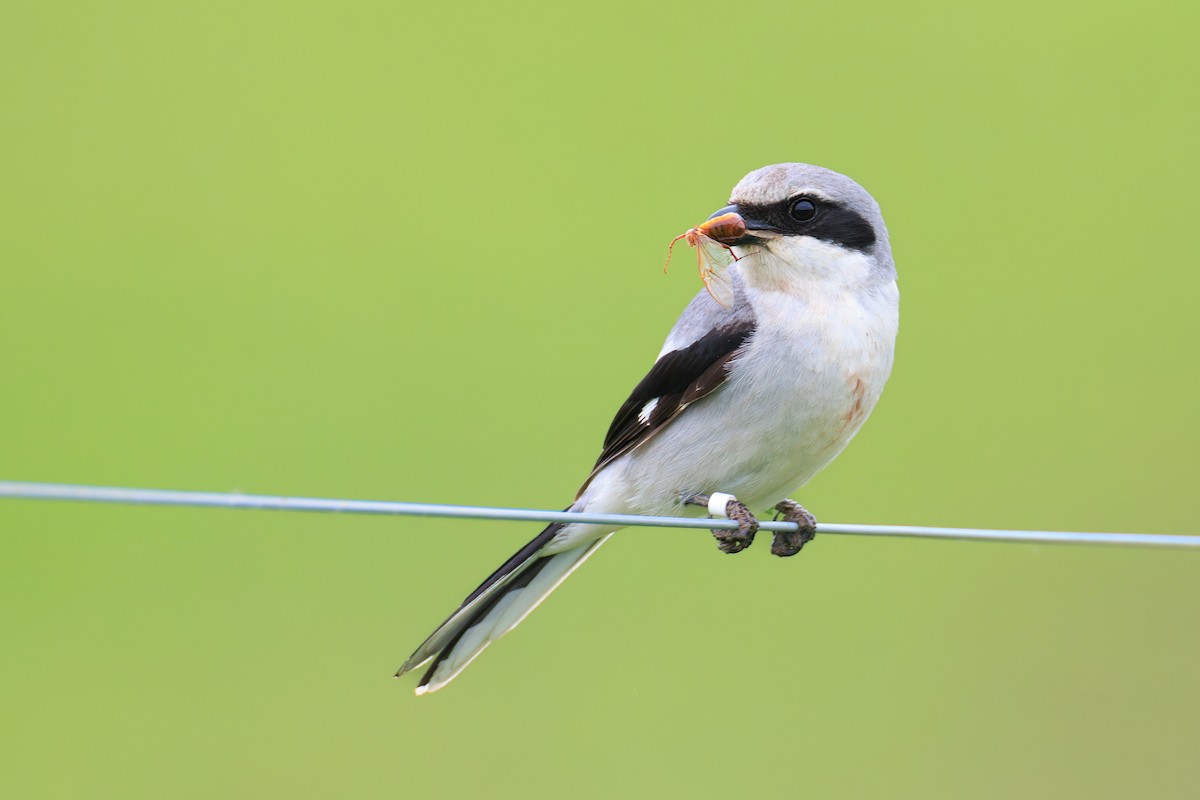 Loggerhead Shrike - ML586137021