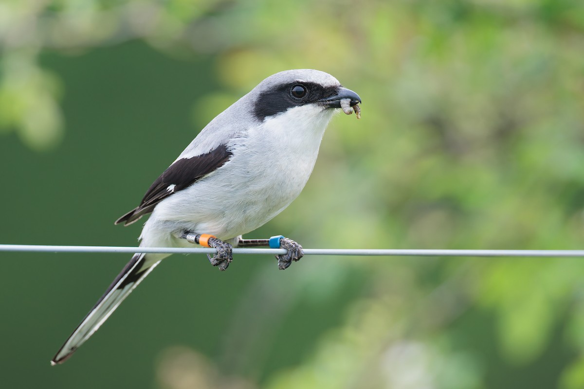 Loggerhead Shrike - ML586137051