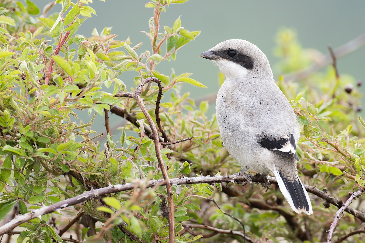 Loggerhead Shrike - ML586137061