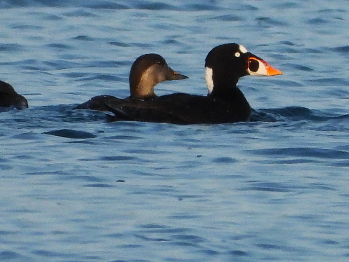 Surf Scoter - ML586137881